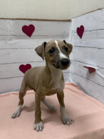 イタリアングレーハウンド子犬