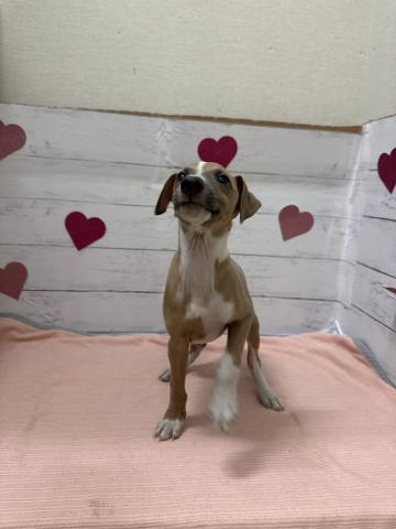 イタリアングレーハウンド子犬