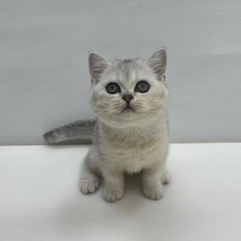 和歌山県のブリティッシュショートヘアー (ペットアミ 岩出店/2026年8月12日生まれ/男の子/シェーデットシルバー)の子猫の1枚目の画像