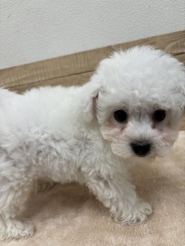 ビションフリーゼ