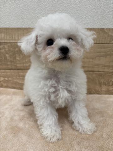 ビションフリーゼ