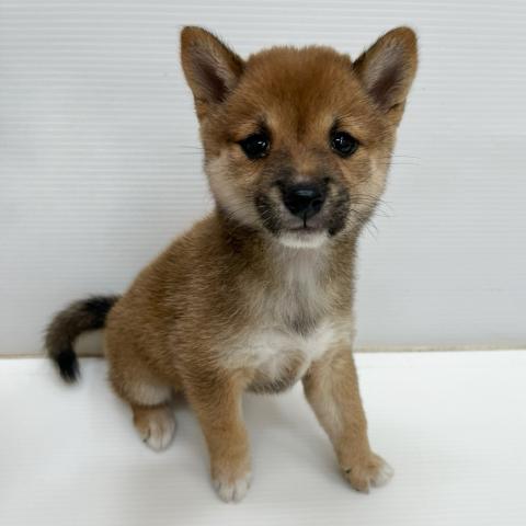 豆柴犬
