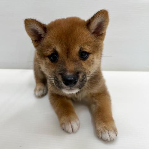 豆柴犬