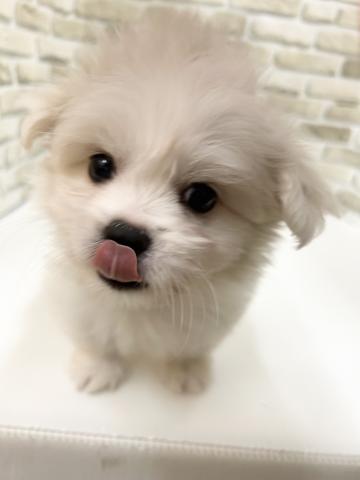 MIX