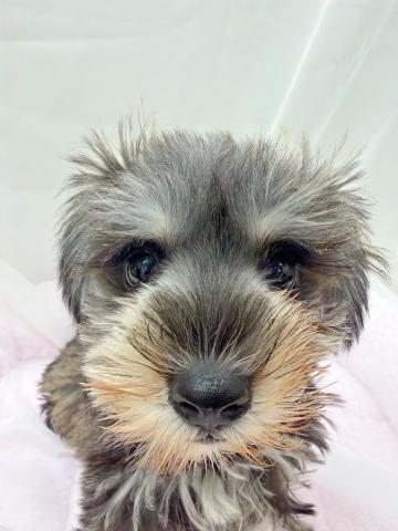 ミニチュアシュナウザー