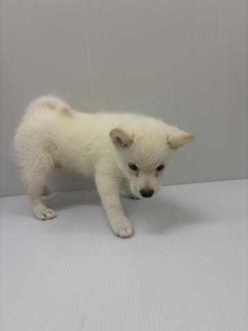 柴犬