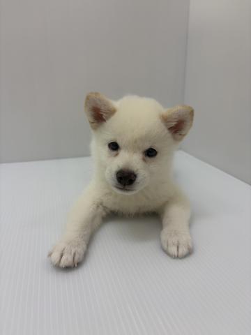 柴犬