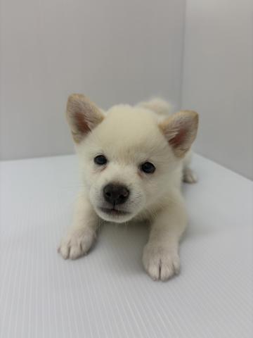 柴犬