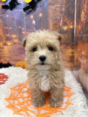 和歌山県のハーフ犬・ミックス犬 (ペットアミ 紀ノ川店/2026年8月29日生まれ/男の子/アプリコット)の子犬の2枚目の画像