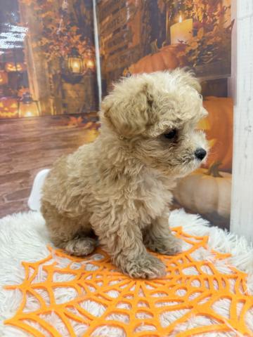 和歌山県のハーフ犬・ミックス犬 (ペットアミ 紀ノ川店/2026年8月29日生まれ/男の子/アプリコット)の子犬の3枚目の画像