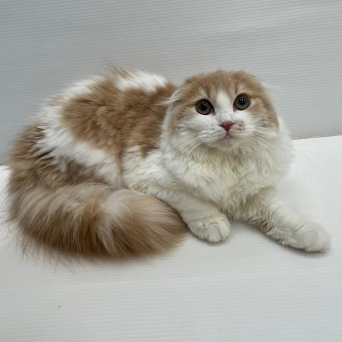 スコティッシュフォールド