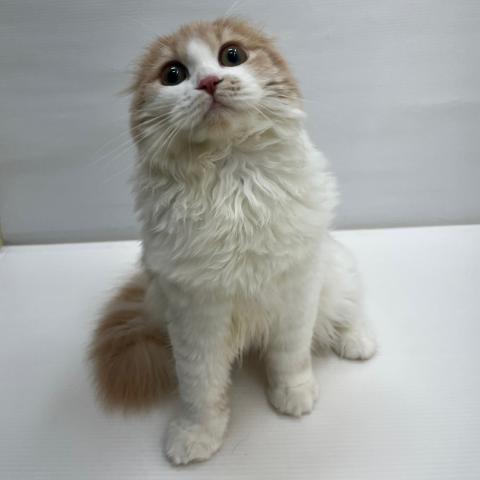 スコティッシュフォールド