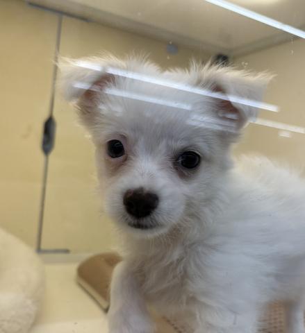 チワワ✕マルチーズ