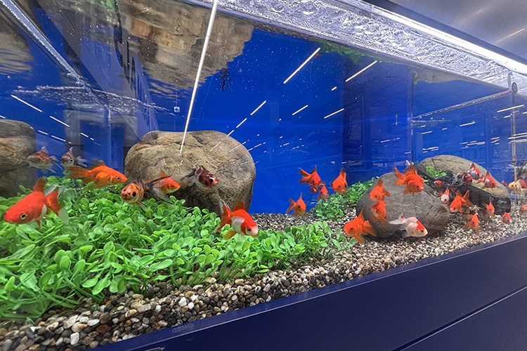 ペットアミ 黒埼店